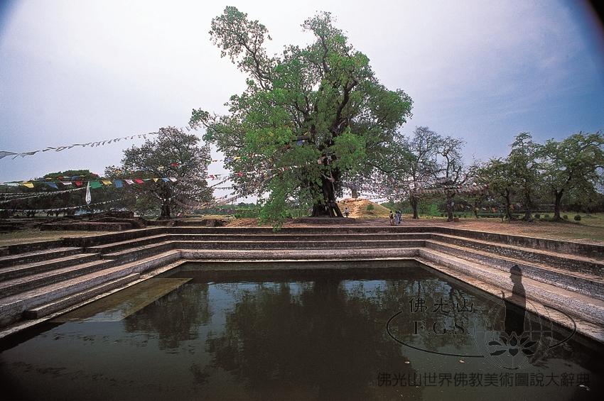 藍毗尼園菩提樹及水池