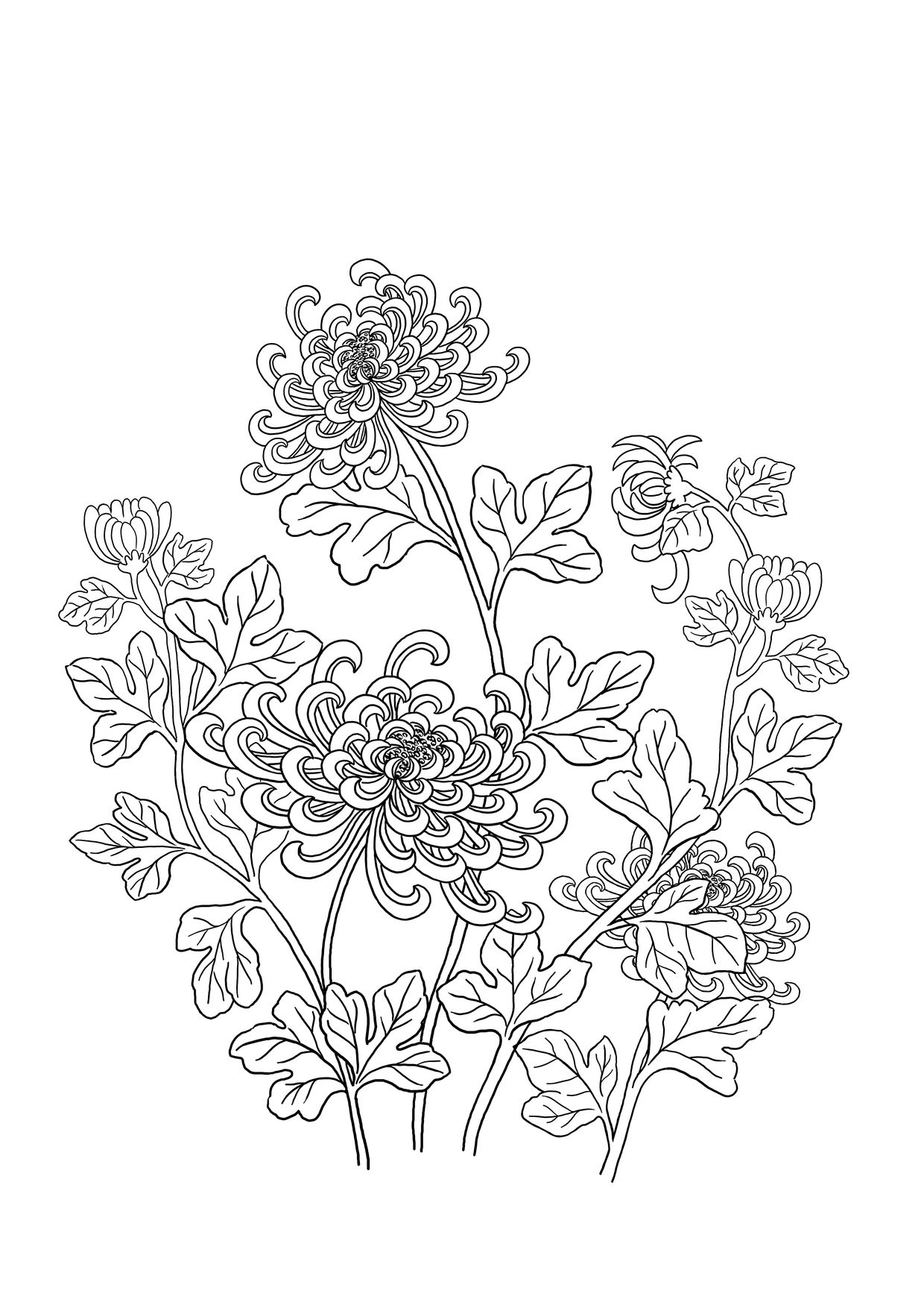 菊花紋